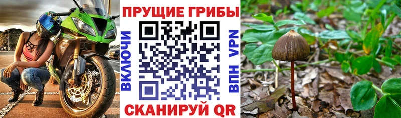 закладки  Новокузнецк  Галлюциногенные грибы Psilocybine cubensis 